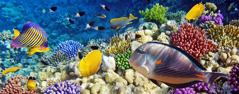 Snorkeling-tour-red-sea-hurghada-egypt